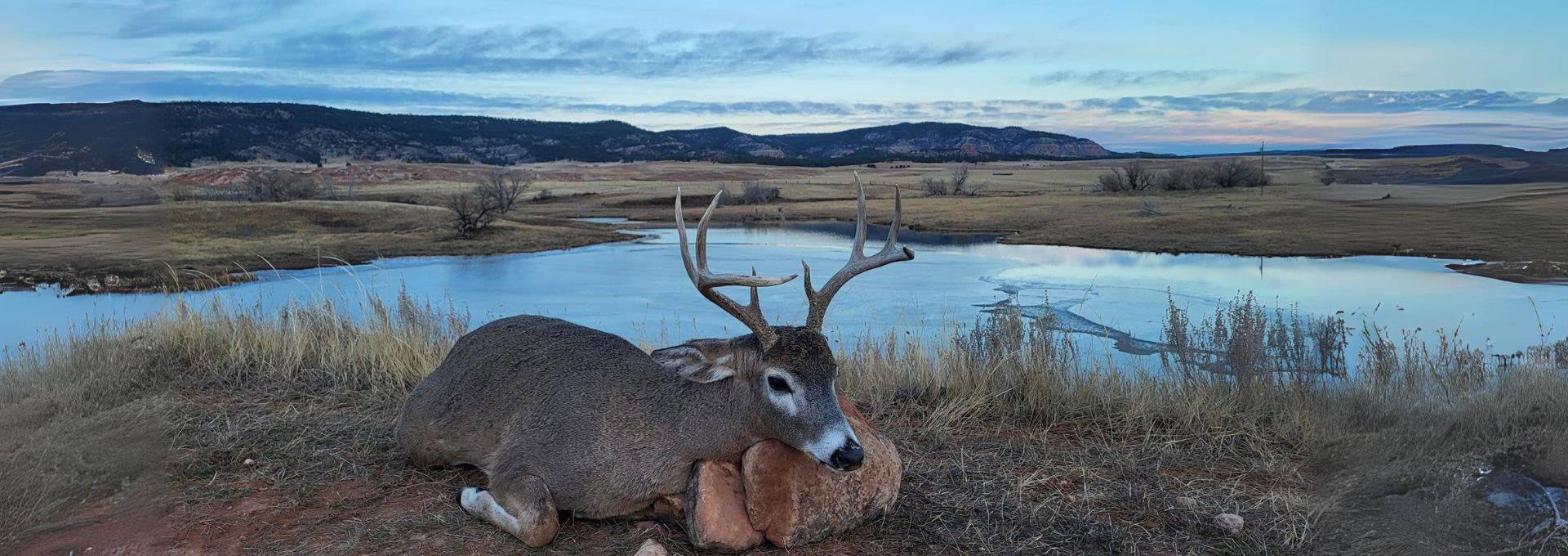 Whitetail Deer Hunt In Wyoming